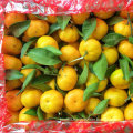 Golde Supplier of Sweet Baby Mandarin